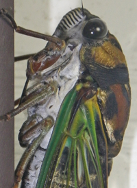 Lyric Cicada